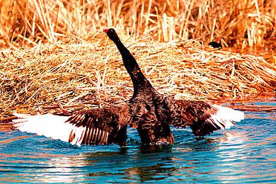 短剧无视版权 盗用《黑神话：悟空》主题曲